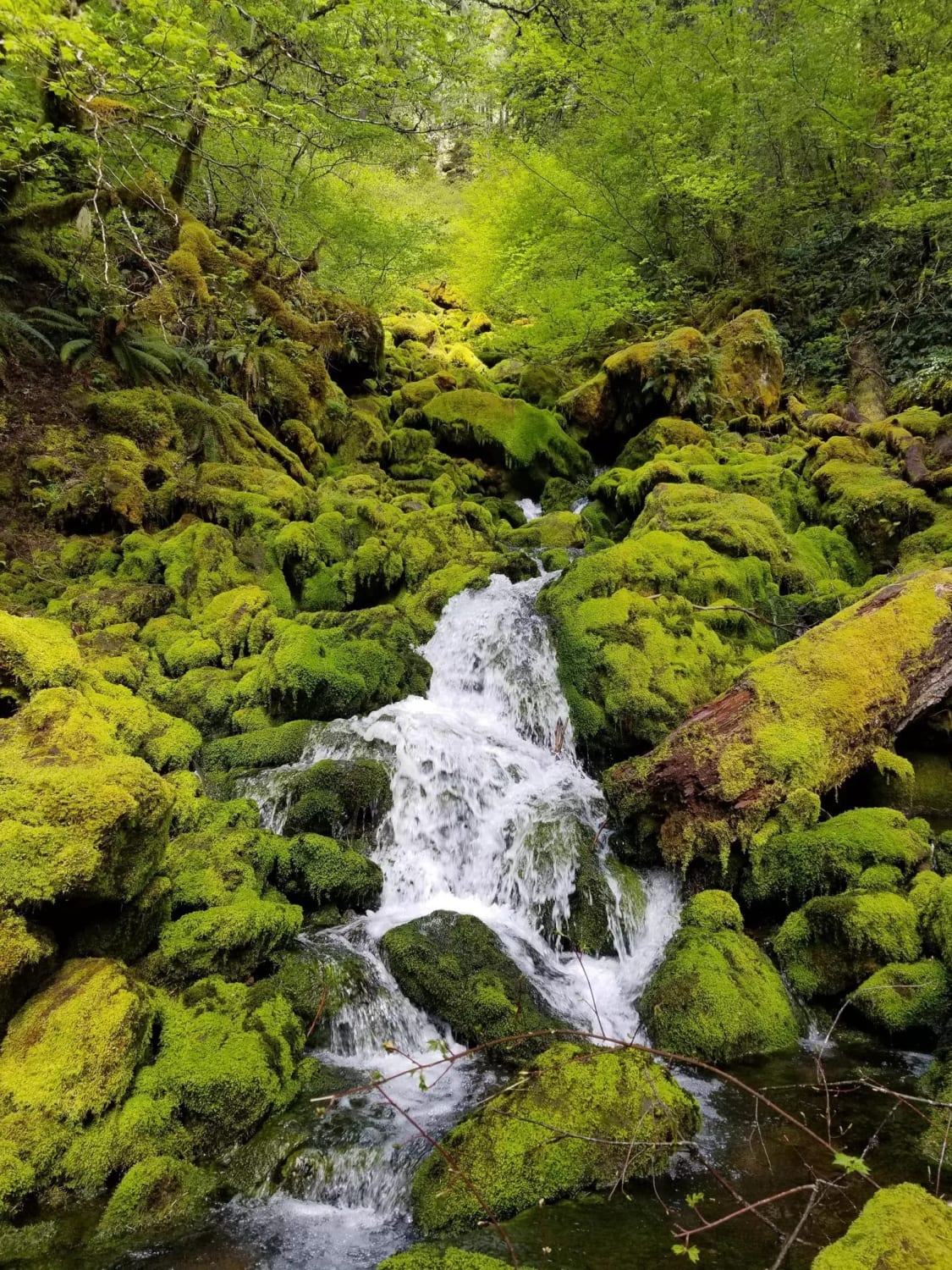 A Green Waterfall, Portland, OR