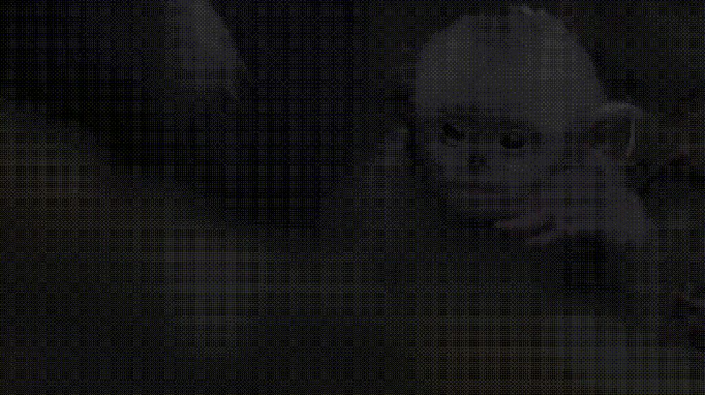 Snub nosed monkeys look like adorable little vampires
