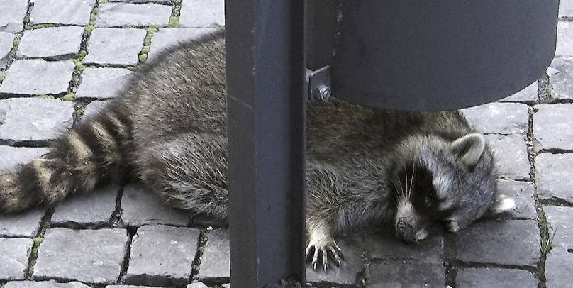 Raccoon Drunk On Mulled Wine Shot Dead After Passing Out Near Christmas Market