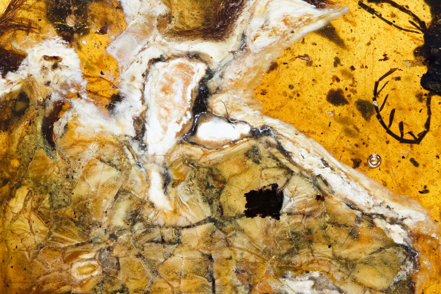 Exclusive: Dinosaur-Era Bird Found Trapped in Amber