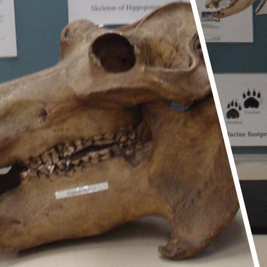 Four Rare Animal Skeletons Have Been Stolen From A University Campus Museum