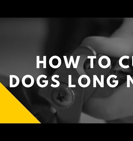 How to Cut Dogs Long Nails - 3-Step Instruction for Easy Nail Trimming