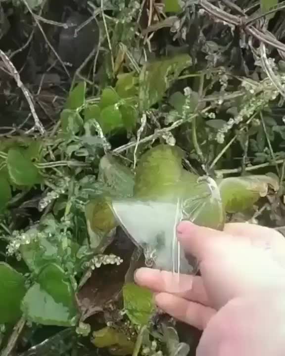 Peeling the ice off a frozen leaf