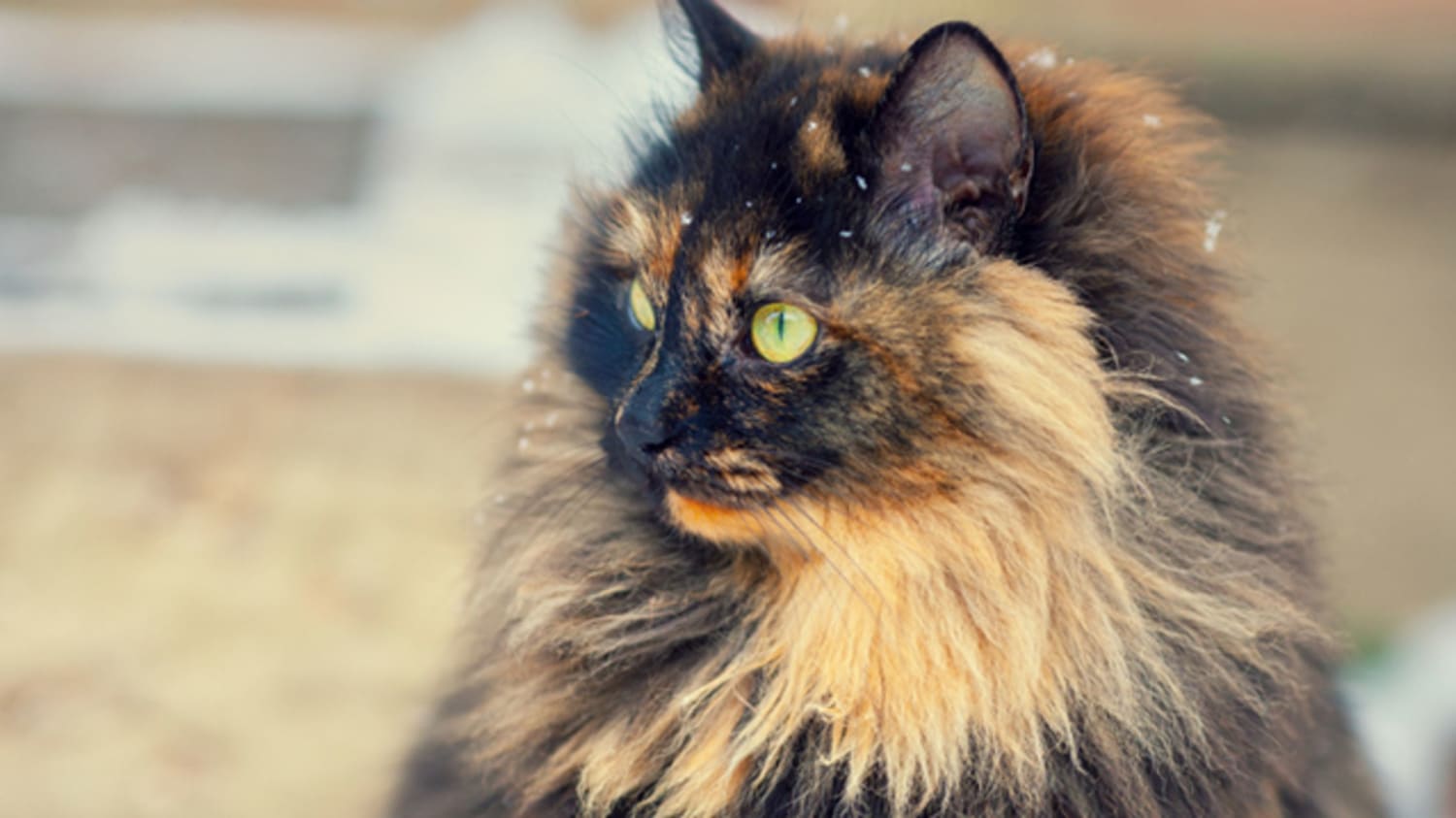 Multicolored Cats Might Be More Aggressive Than Other Cats, Study Finds
