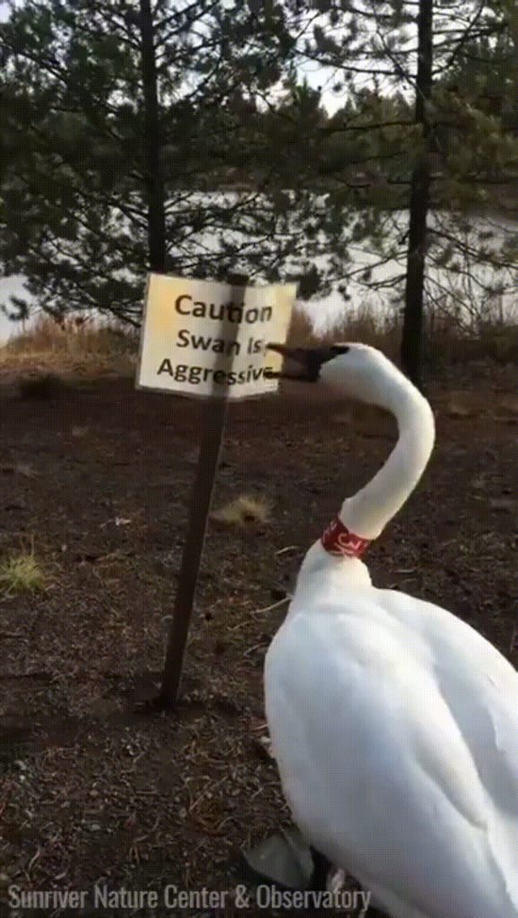 Caution Swan is aggressive