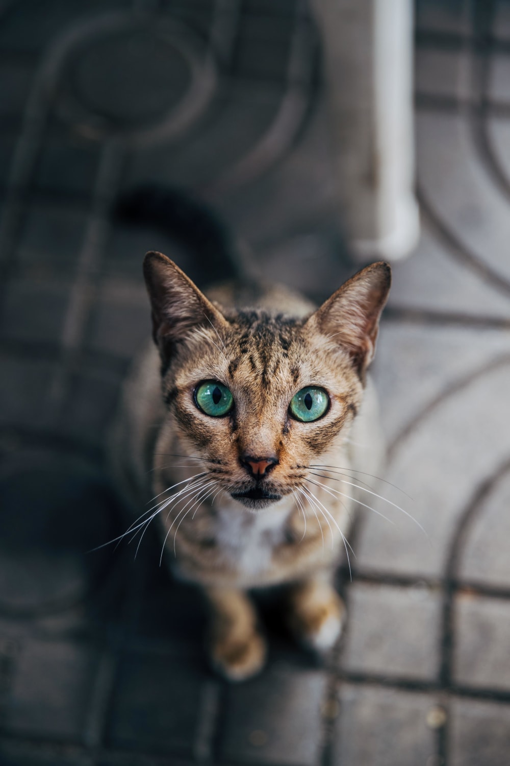 ITAP of a blue eyed kitty in Bangkok