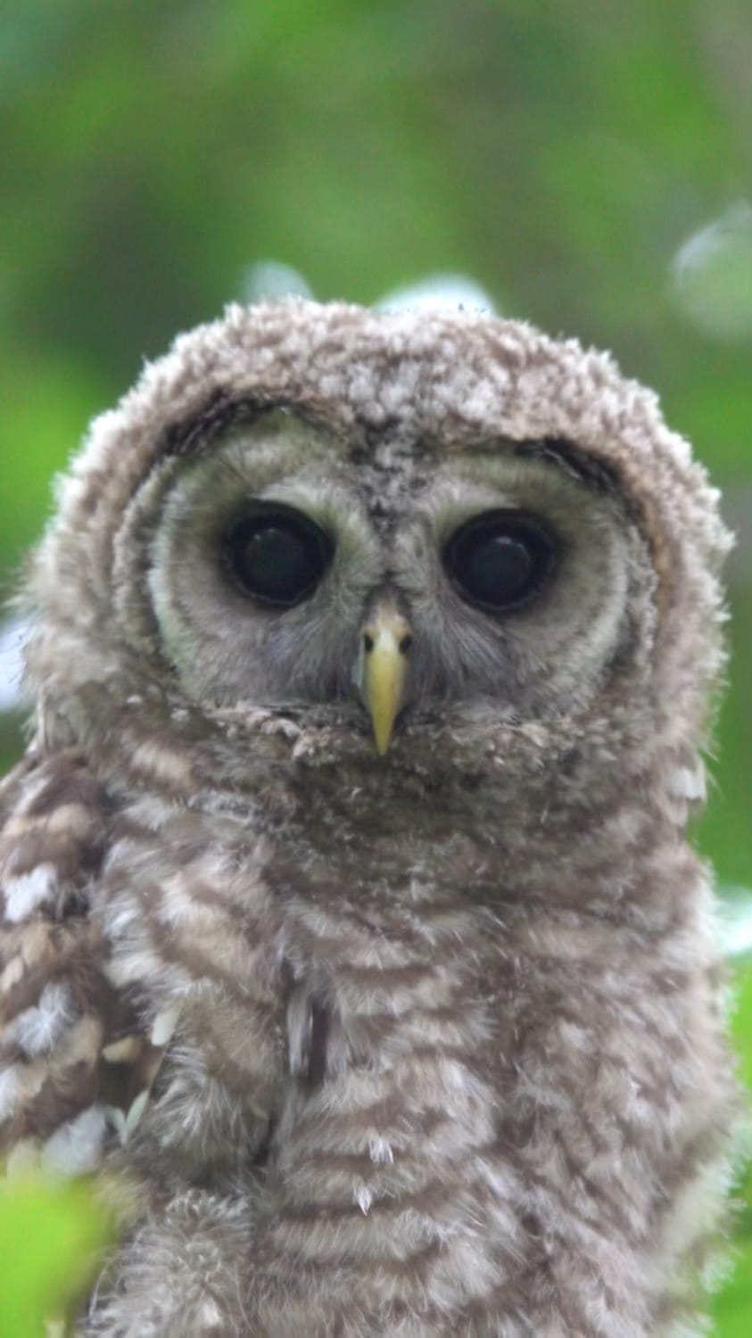 I had this pretty intense staredown with a wild Barred owlet! QC-Canada