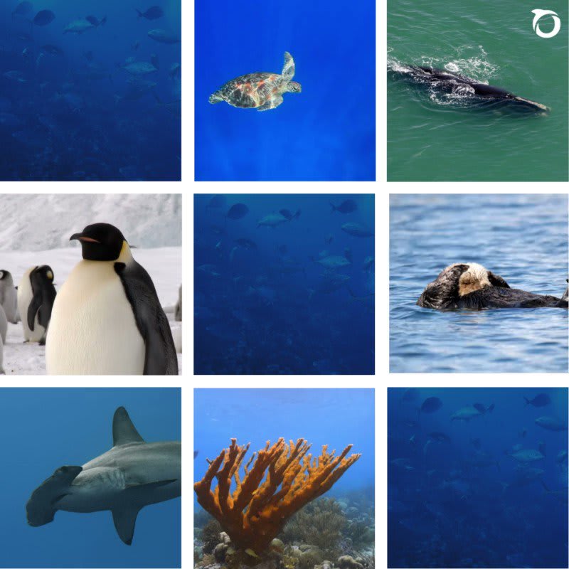 What do sea otters, blue whales, & green sea turtles have in common