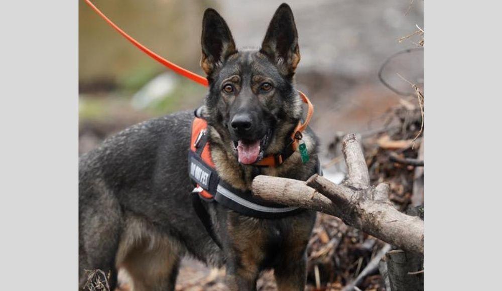 Meet Lucky, the lanternfly-sniffing dog who just graduated from the University of Pennsylvania