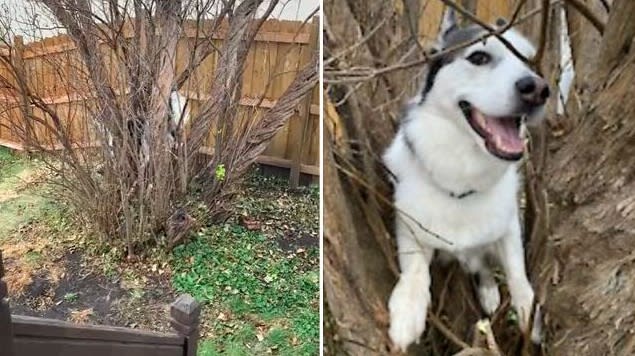 Husky Chases Squirrel Up Tree, Gets Adorably Stuck