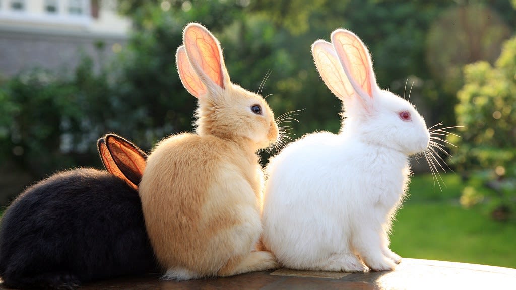 How To Get Your Rabbit A Friend? - The Juicy Mango Media