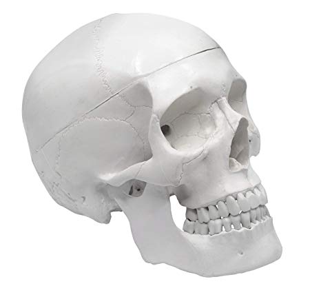 Human Skull Anatomical Model
