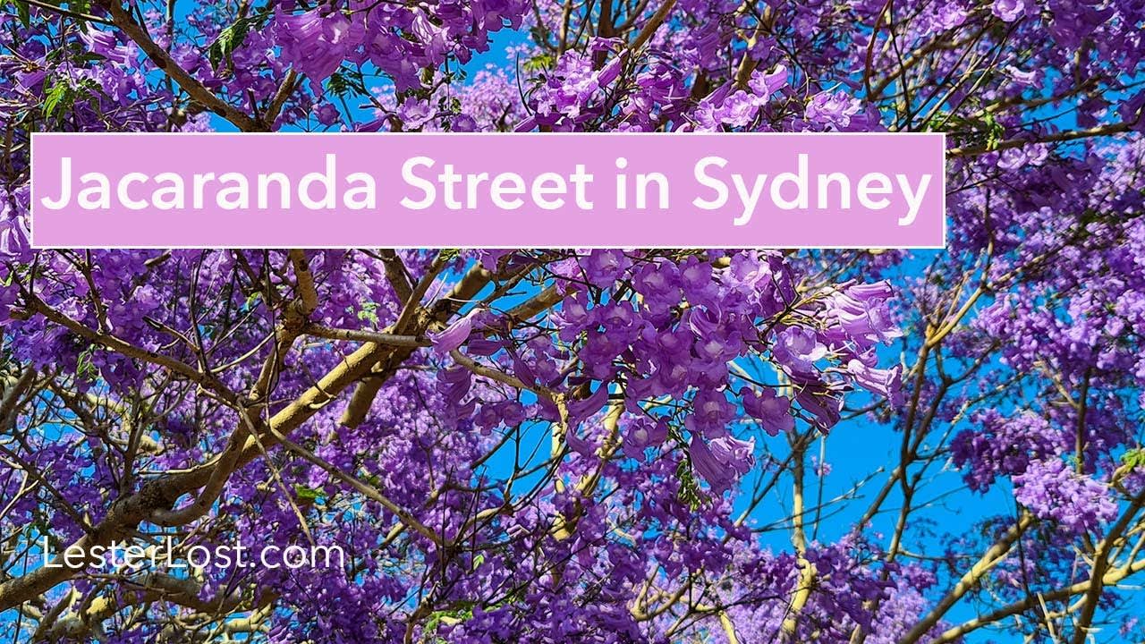 Jacaranda Street in Sydney
