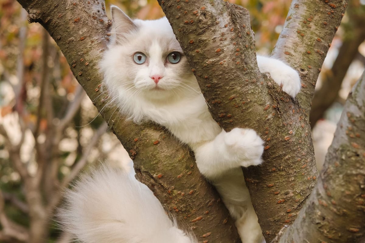 Top 10 Best Carpet-Free Cat Trees