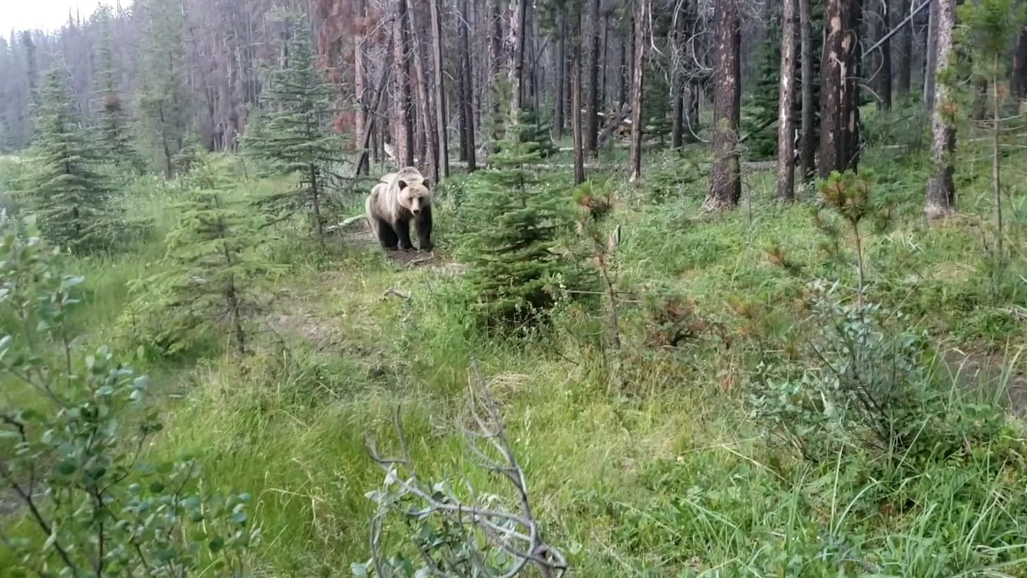 Came across a grizzly bear last night on the Hochimini trail in Jasper, AB. Luckily she just wanted to get by and had no interest in me.
