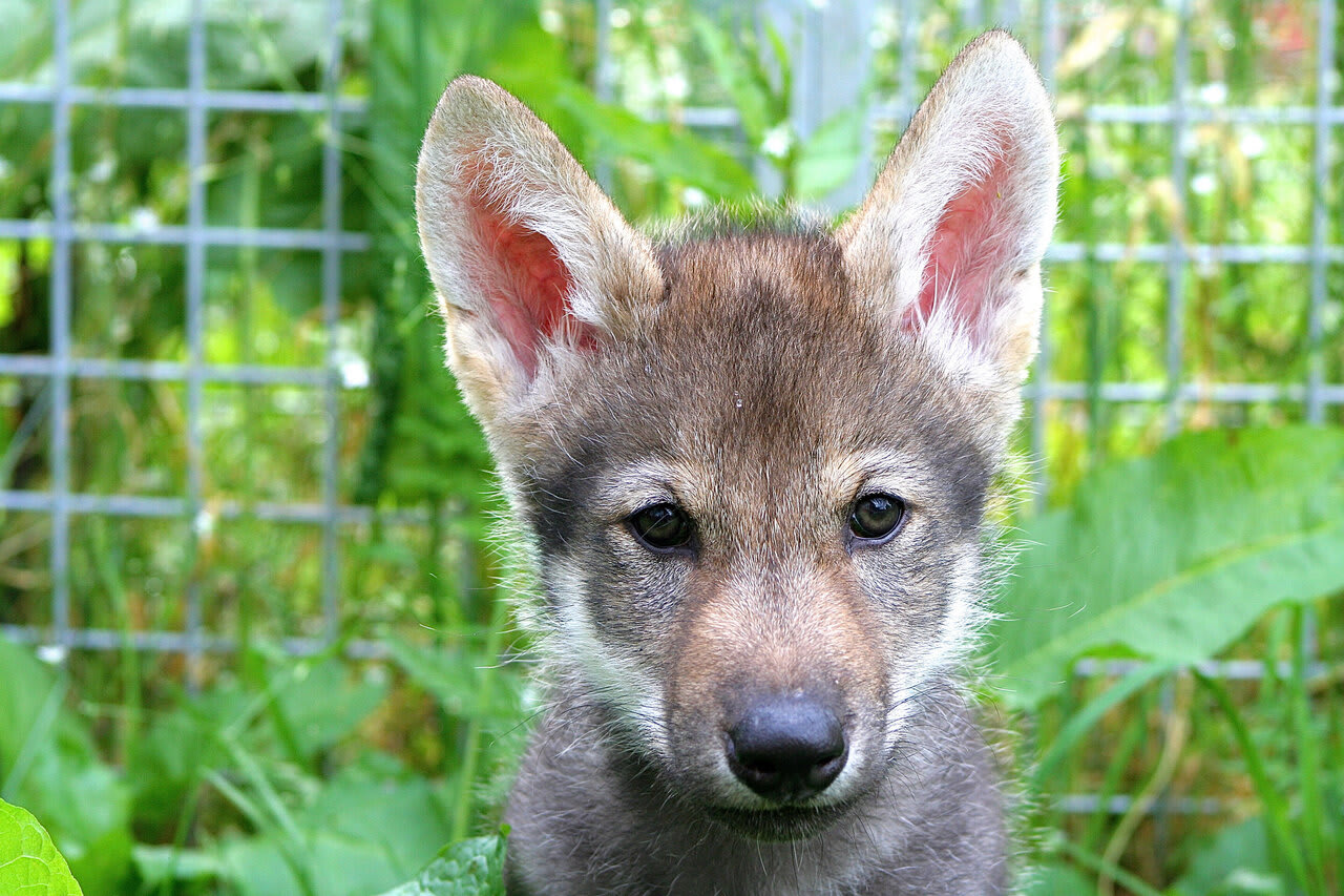 Scientists unexpectedly witness wolf puppies play fetch