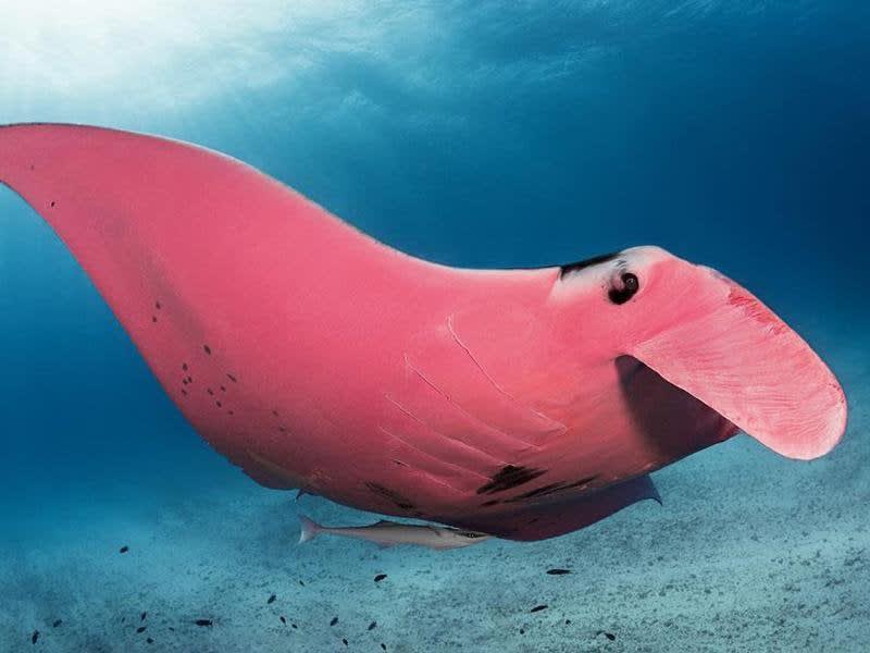 Rare Pink Manta Ray Spotted Near Australia’s Lady Elliot Island