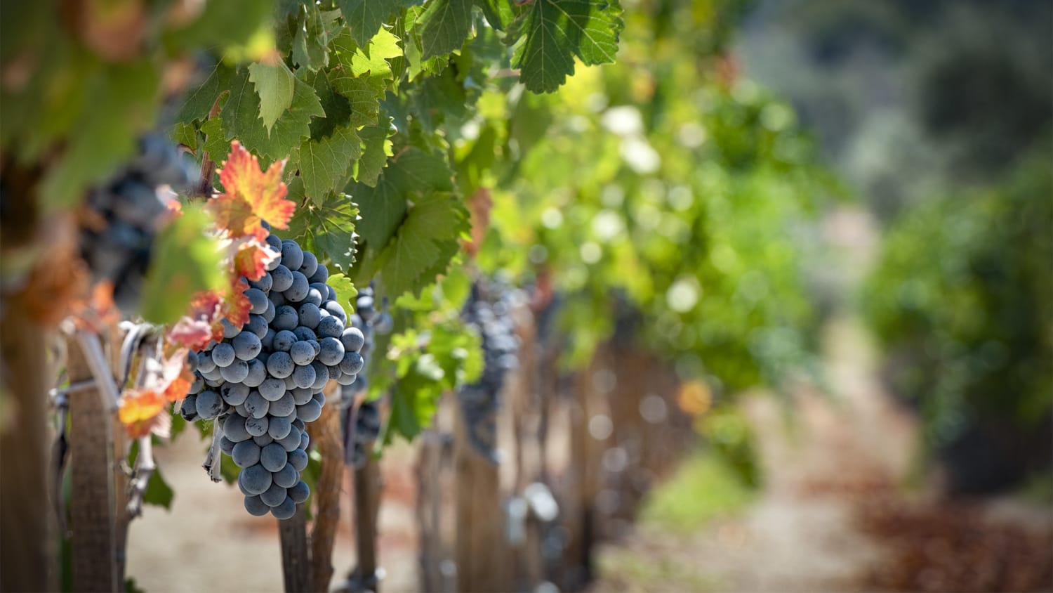 Vineyard hopping in Turkey? Discover these wine routes!
