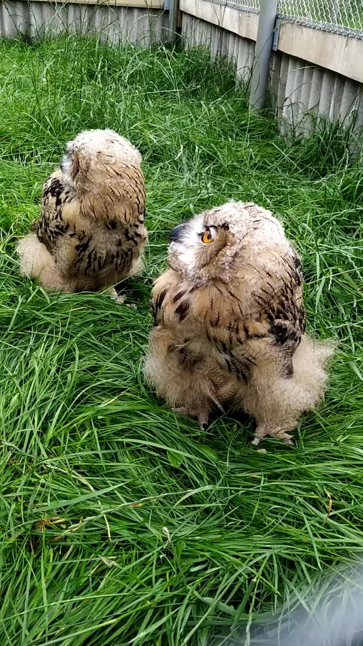 2 months old Eurasian eagle-owls. Video from Alaveski Loomapark in Estonia.