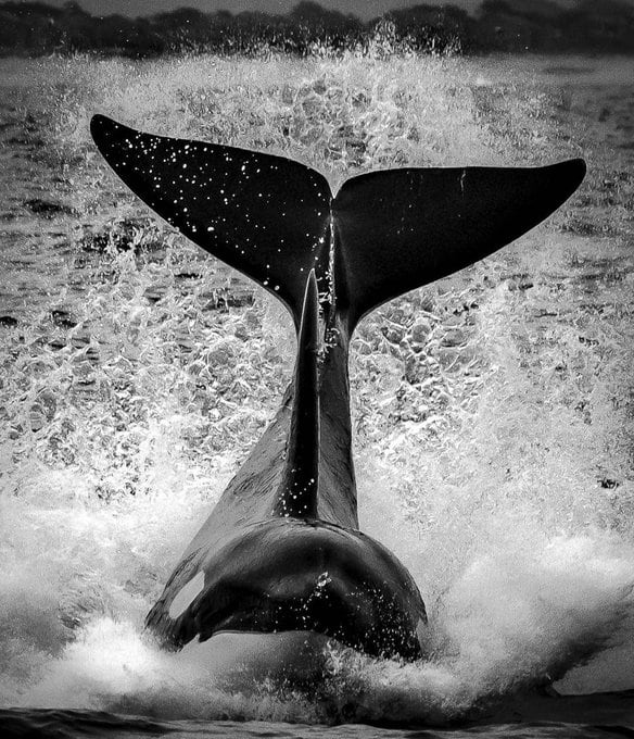 Orca whale is the most powerful predator in the sea world❤👌