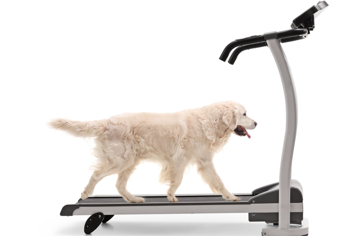 Top 5 Best Dog Treadmills to Give Fido a Good Workout