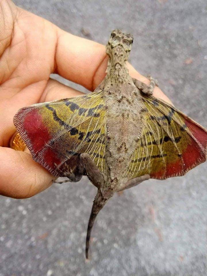 A real life flying dragon (technically a lizard) found in South East Asia