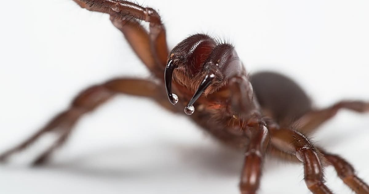 Why is this spider's venom so deadly to humans?
