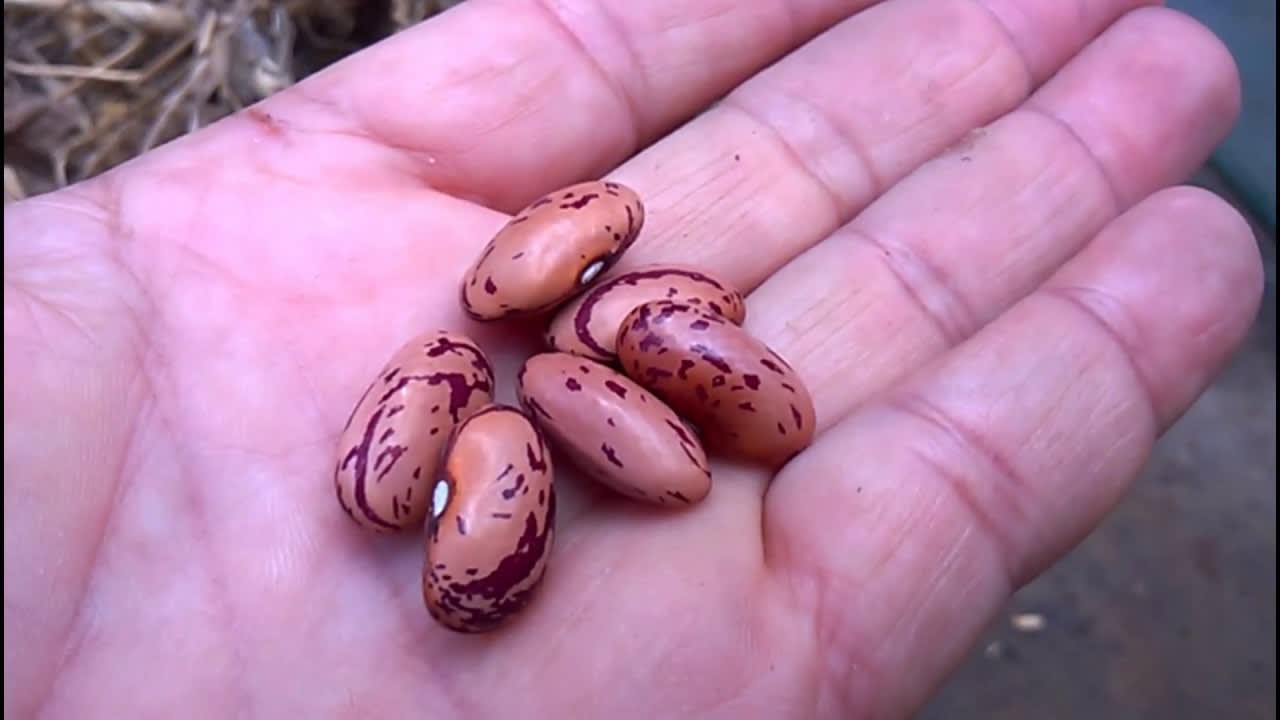 How to Collect Dry Dragons Tongue Beans for Planting
