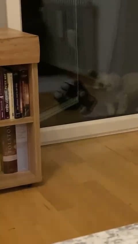 I tried to train my dog to close the balcony door but she never learned to do it by herself. Two months after i left the country for a job, my mother send me this video. I'm so proud of her!