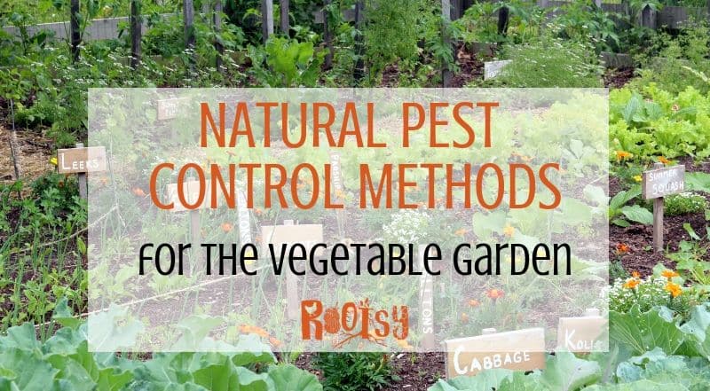 Natural Pest Control in The Vegetable Garden
