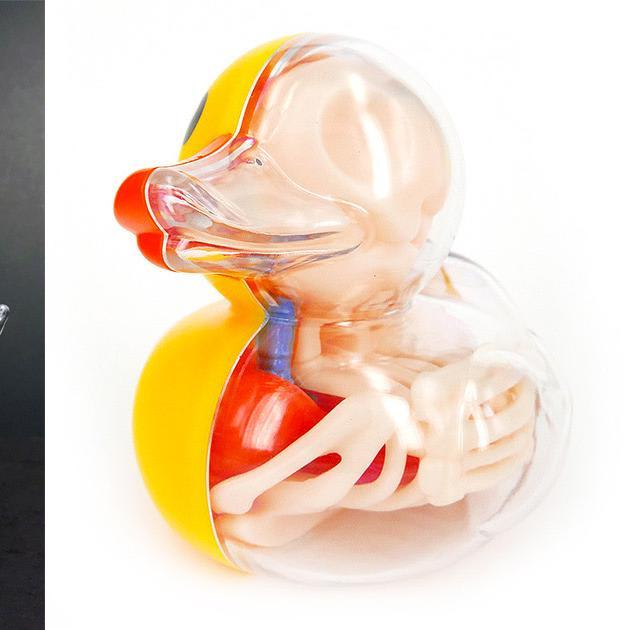 Anatomical Balloon Dog and Rubber Ducky Models by Jason Freeny