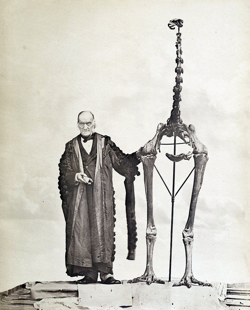 Sir Richard Owen standing next to a moa skeleton and holding the first bone fragment belonging to a moa ever found. 1879 ,024]