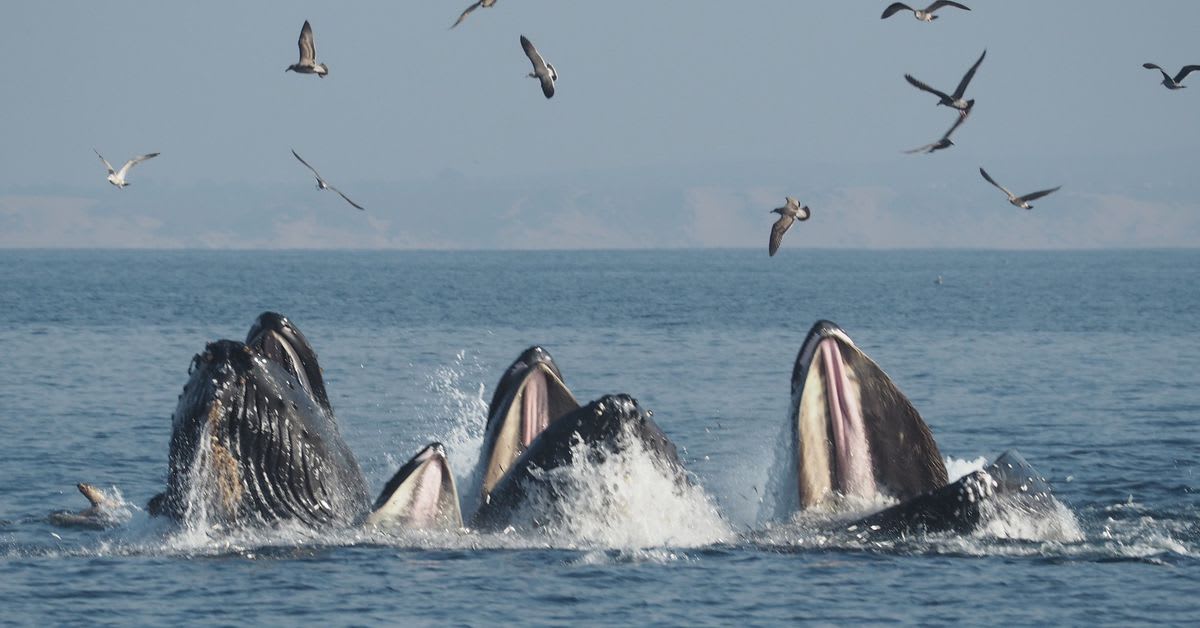 Finally, some good news about humpback whales