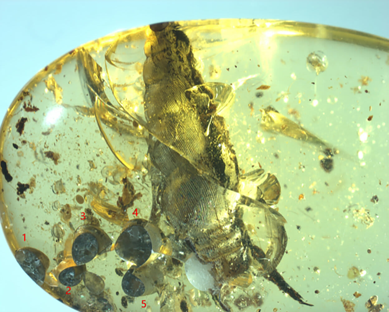 99-million-year-old snail fossilized in amber while giving birth