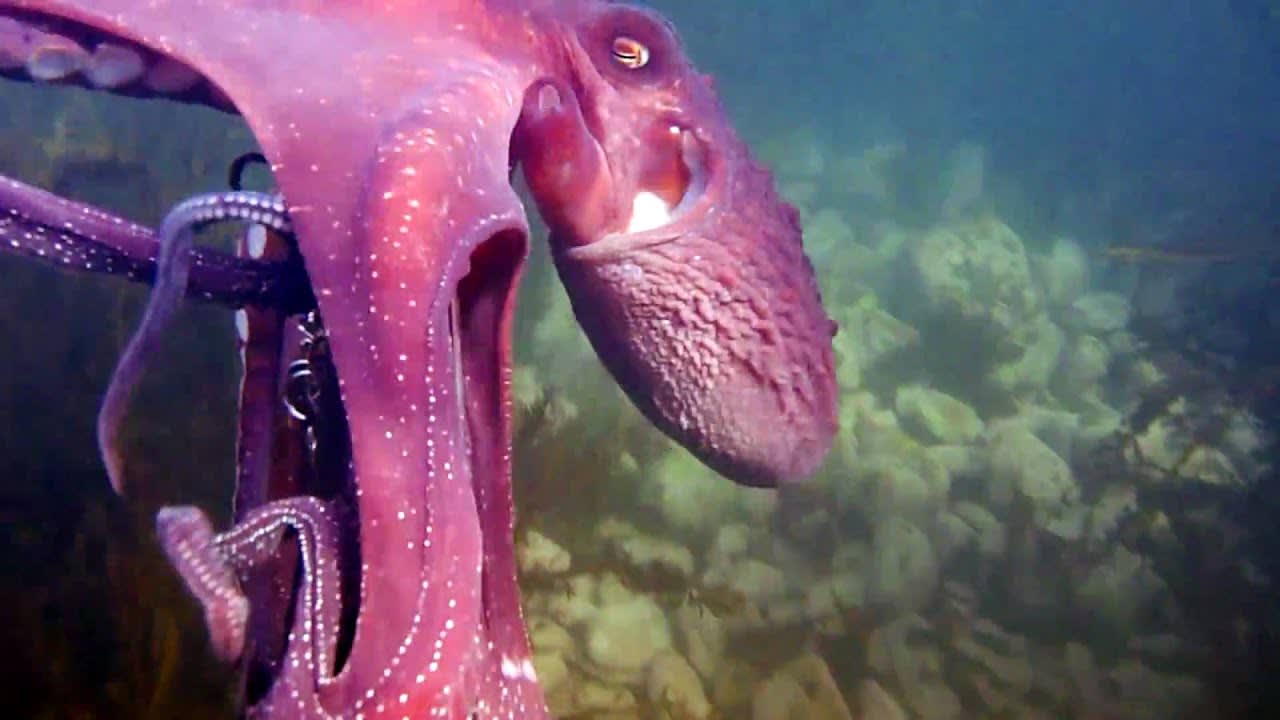 octopus steals my video camera and swims off with it (while its Recording)