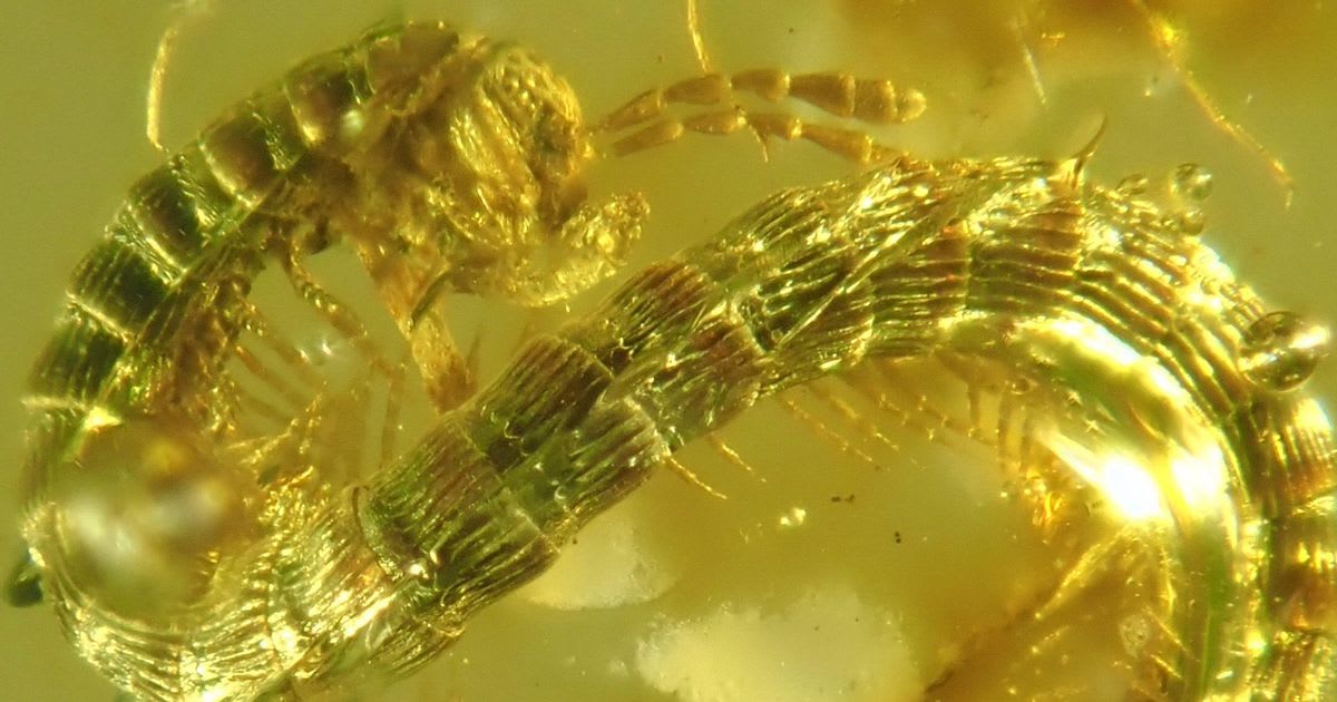 Millipede trapped in amber for 99 million years gets its moment to shine