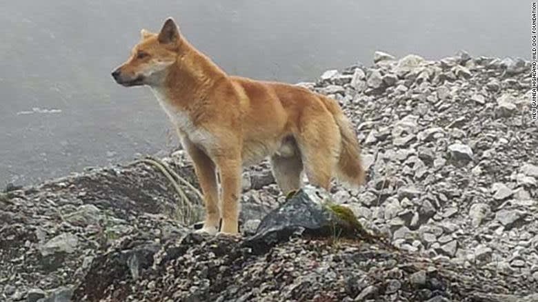 Rare 'singing' dog, thought to be extinct in wild for 50 years, still thrives