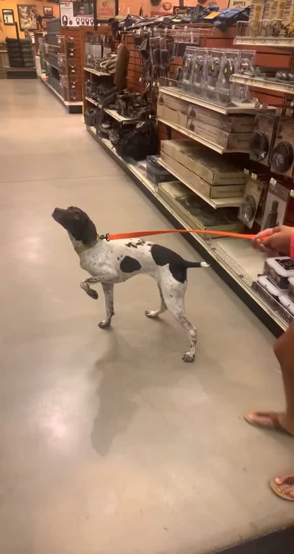Hunting dog instinctively raise the paw to point in the direction of the „prey“ in the shop