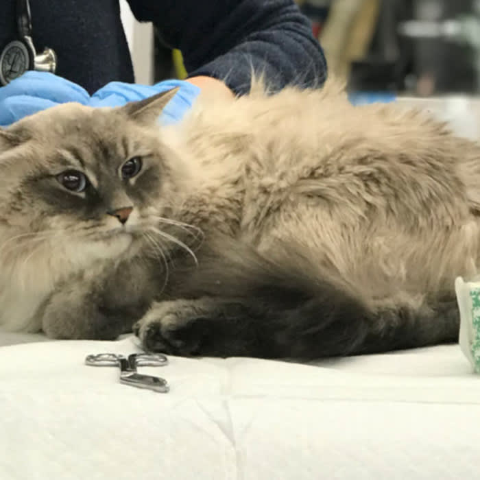 Miracle Cat Survives 9-Story Fall and Night on the Ground in Below-Freezing Temperatures