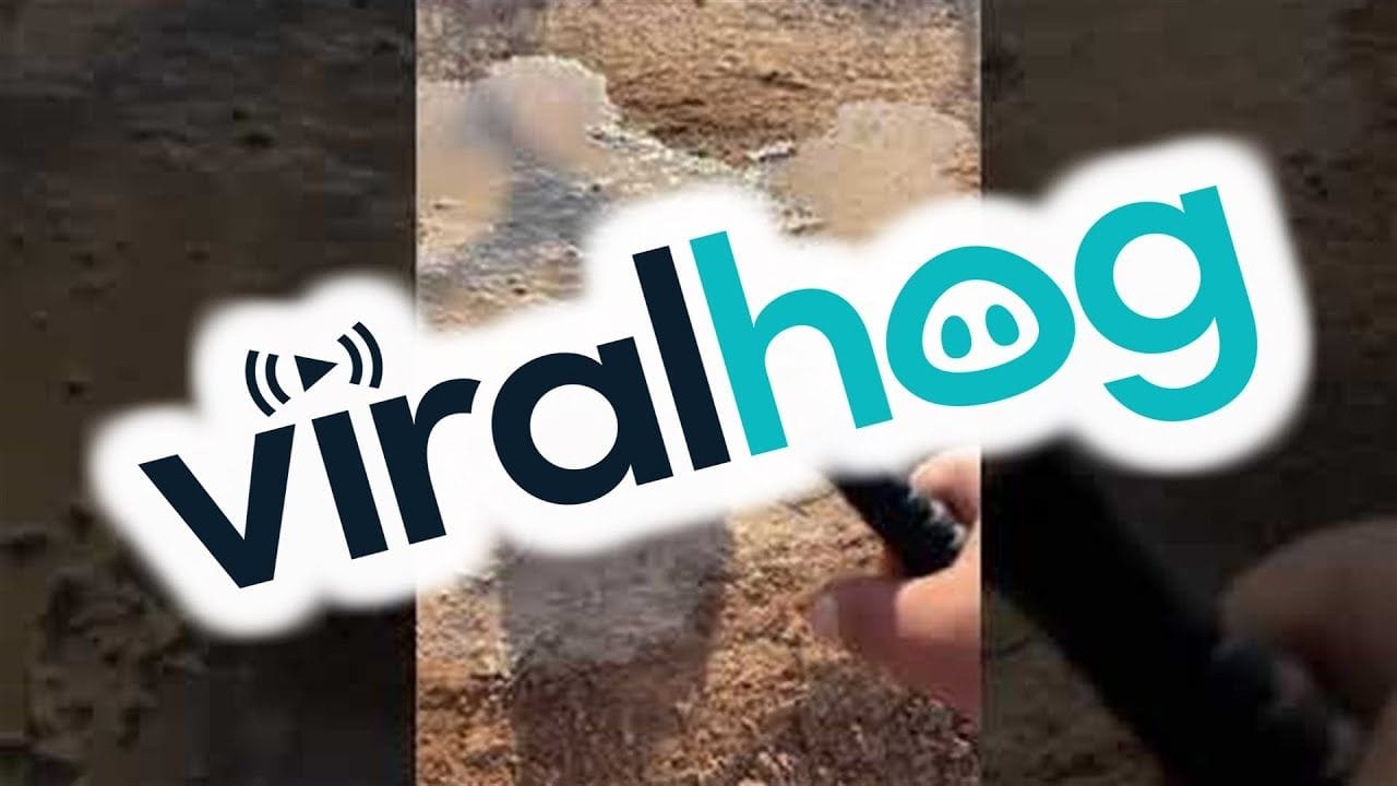 Rescuing a Poor Hedgehog Stuck in the Mud || ViralHog