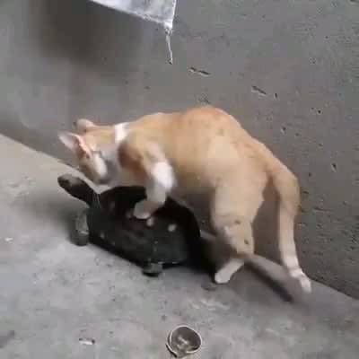 Poor turtle bullied by the evil cat