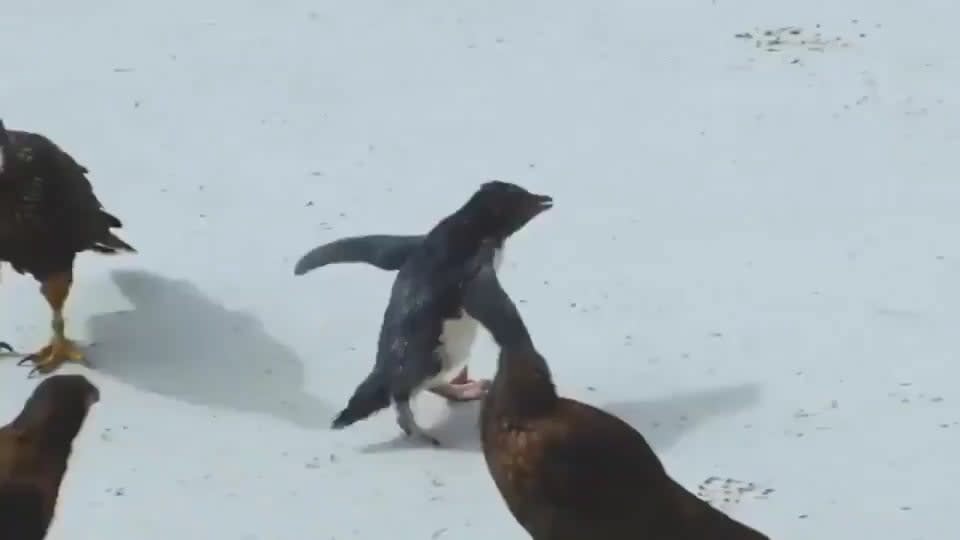 Ducks rescue a baby penguin
