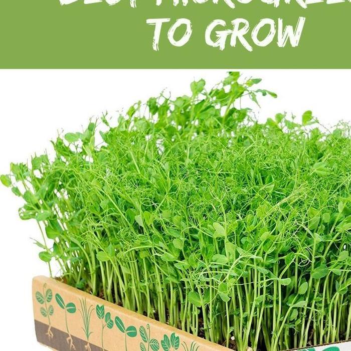 Best Microgreens To Grow - Tips About Life