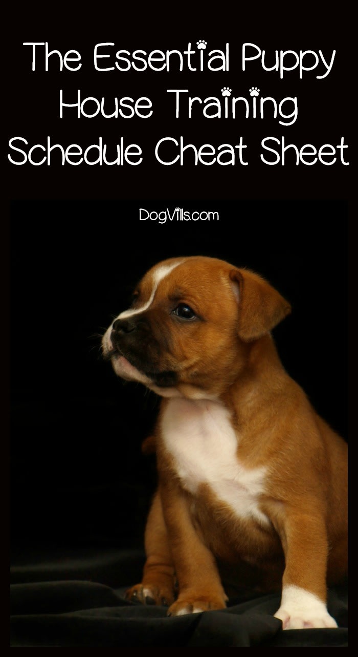 The Puppy House Breaking Schedule Cheat Sheet You Need