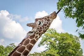 Giraffes have tongues that measure up to 20 inches long! Giraffe tongues are also a very dark color which makes their tongue less prone to sun burns when eating.