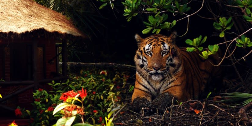 Sundarban National Park Tourism (2020) Tiger Reserve in India.