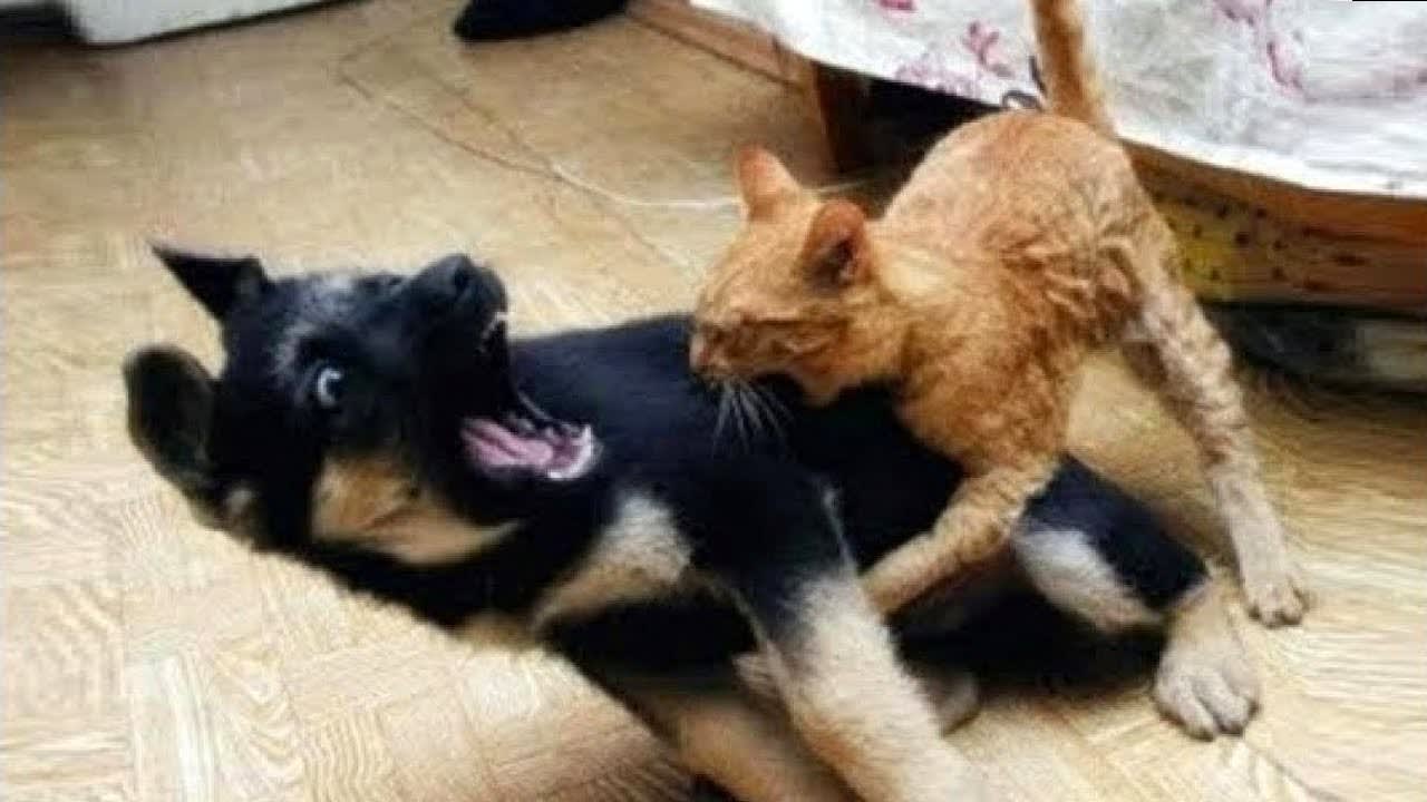 NINJA CATS vs DOGS Who Wins