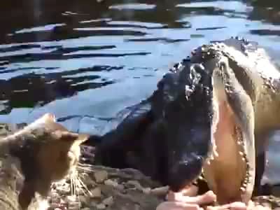 Crazy people, laughing while the cat could have been one bite meal for that alligator. Idiots.