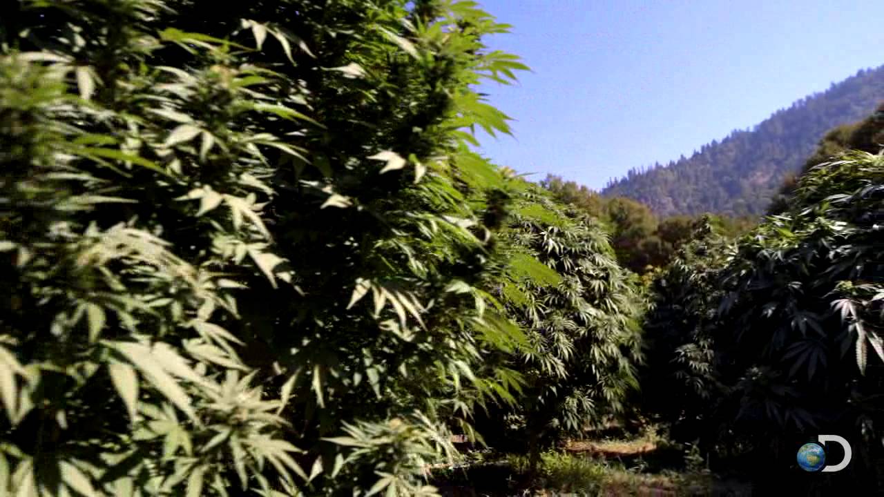 Green All Around | Weed Country