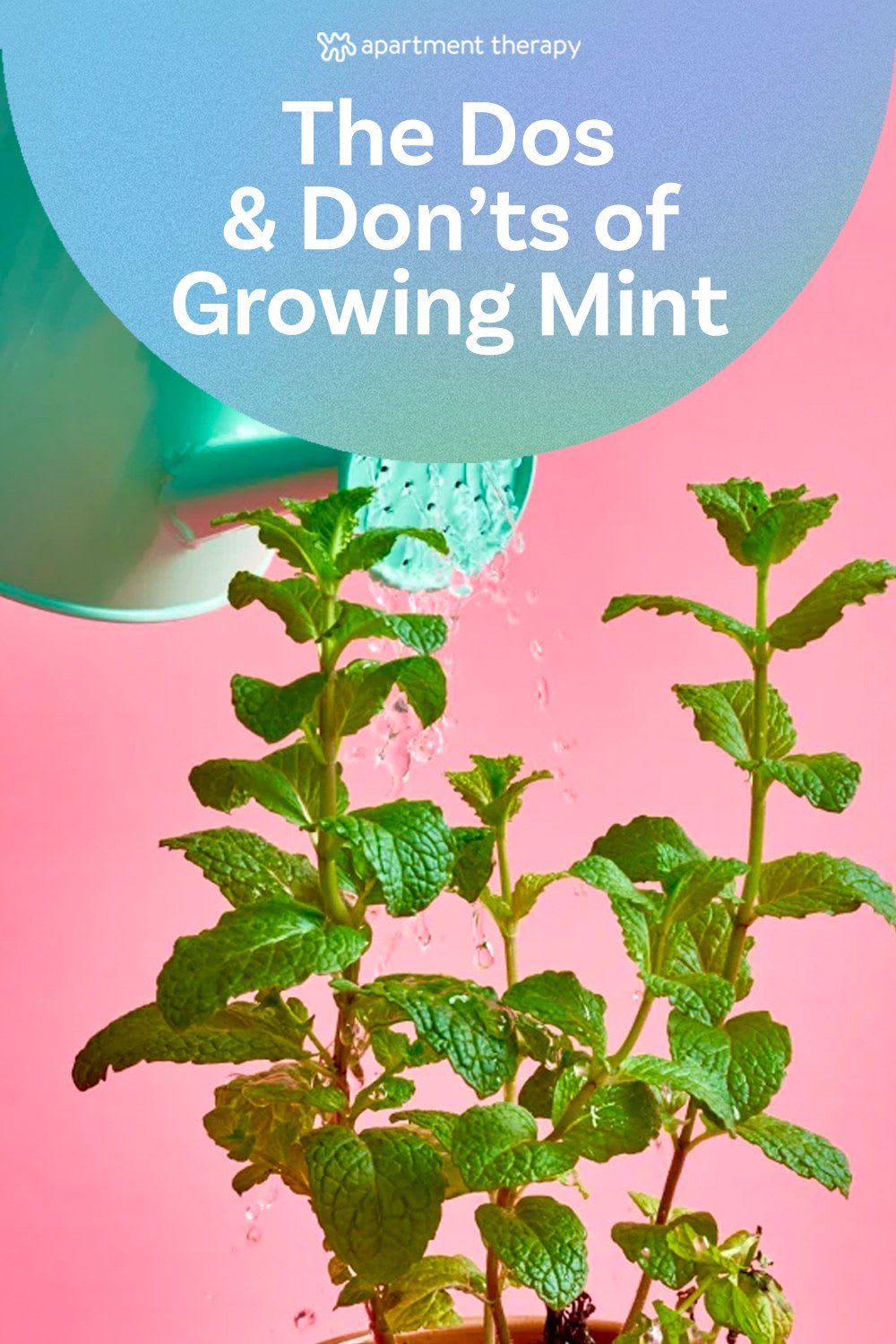 The Dos & Don’ts of Growing Mint